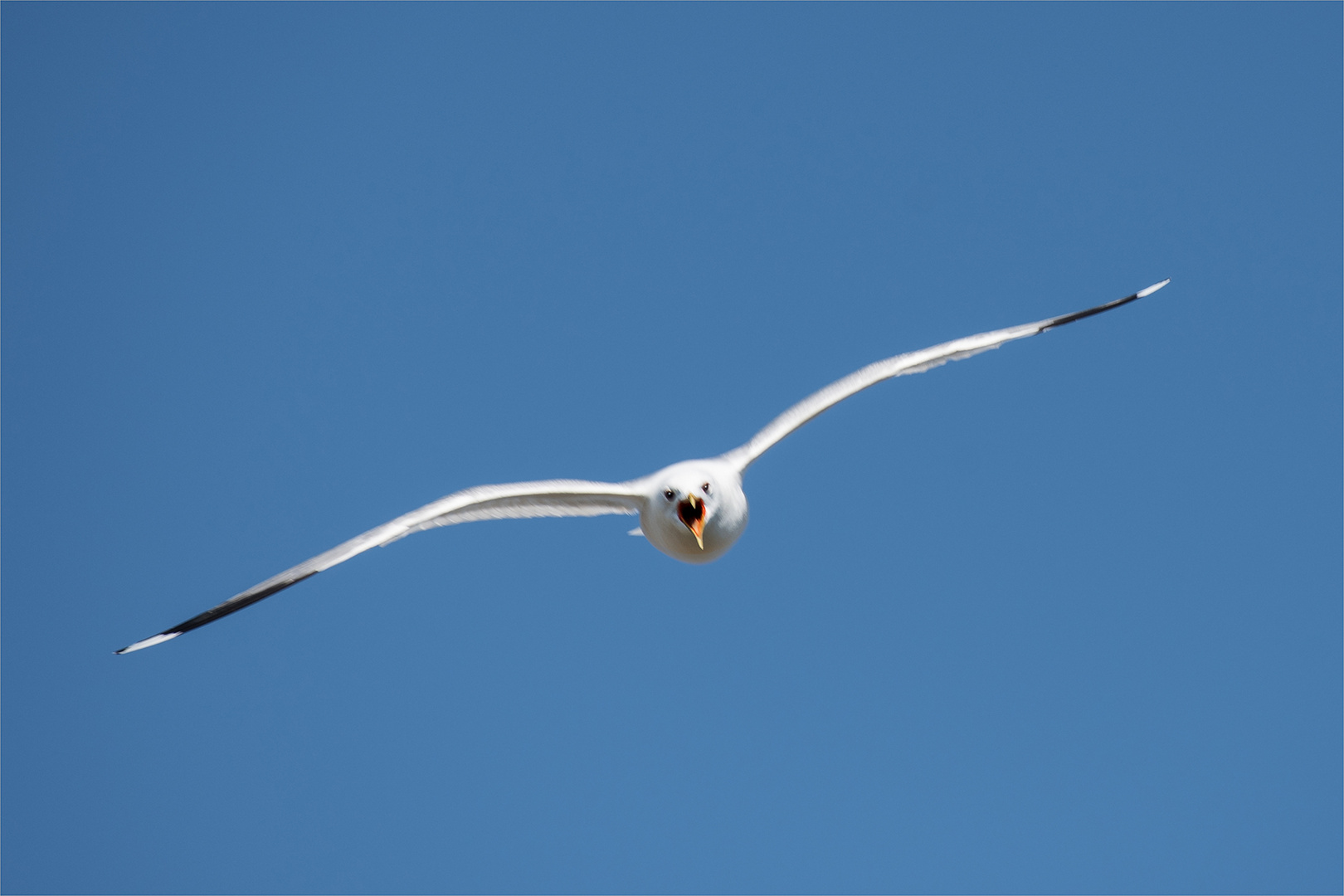 Möwe auf Angriff