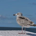 Möwe auf Auskuck