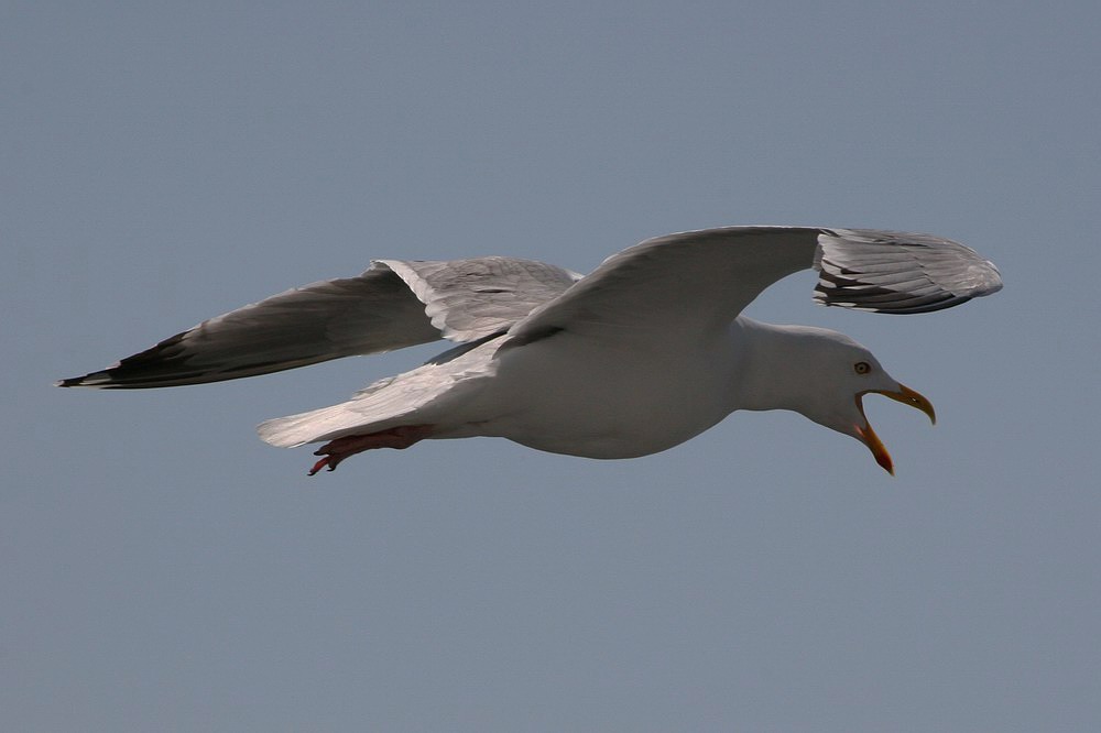 Möwe auf Backbord