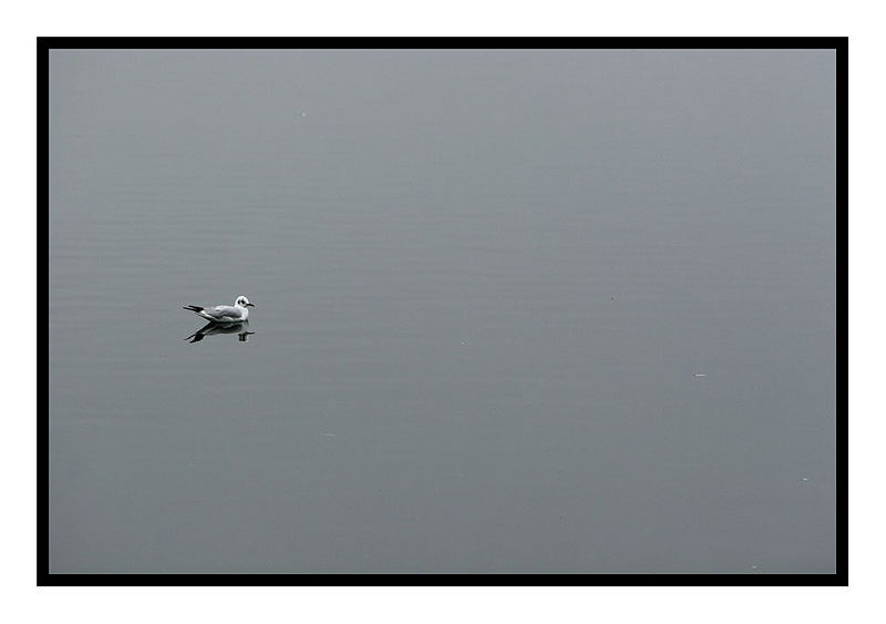 Möwe auf Baggersee