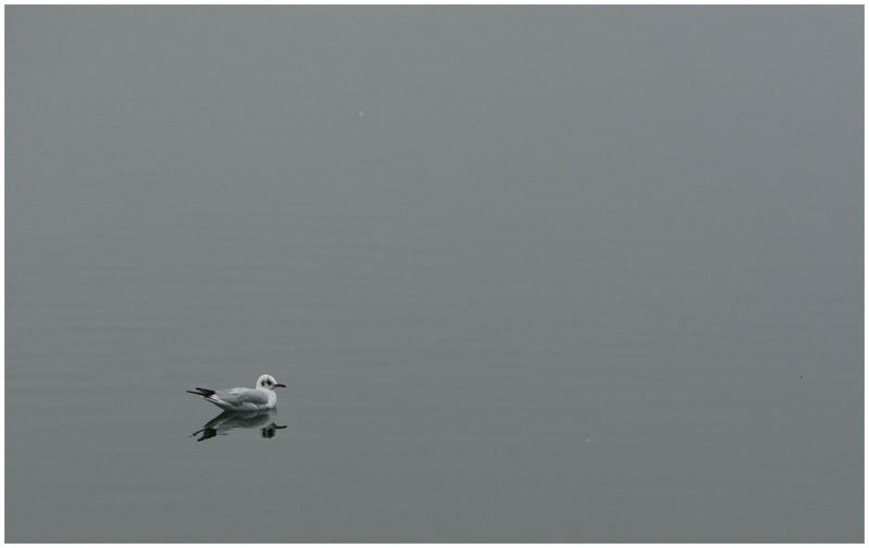 Möwe auf Baggersee überarbeitet