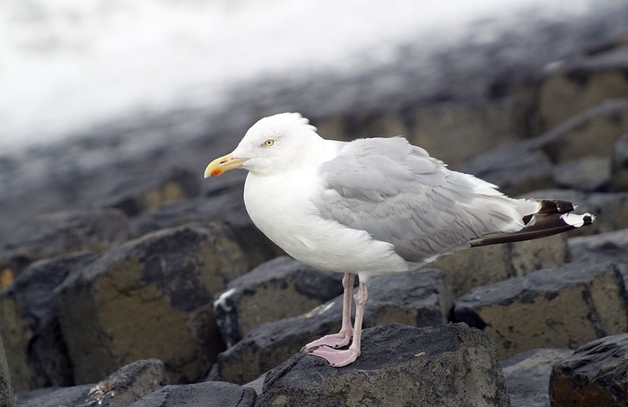 Möwe auf Baltrum