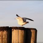 Möwe auf Baumstämme