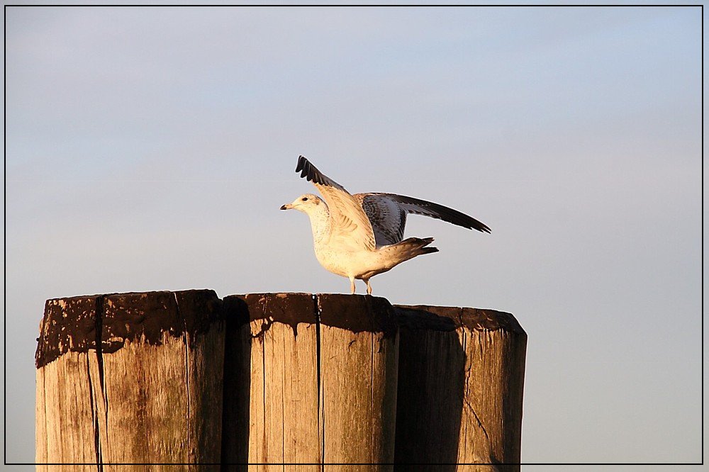 Möwe auf Baumstämme