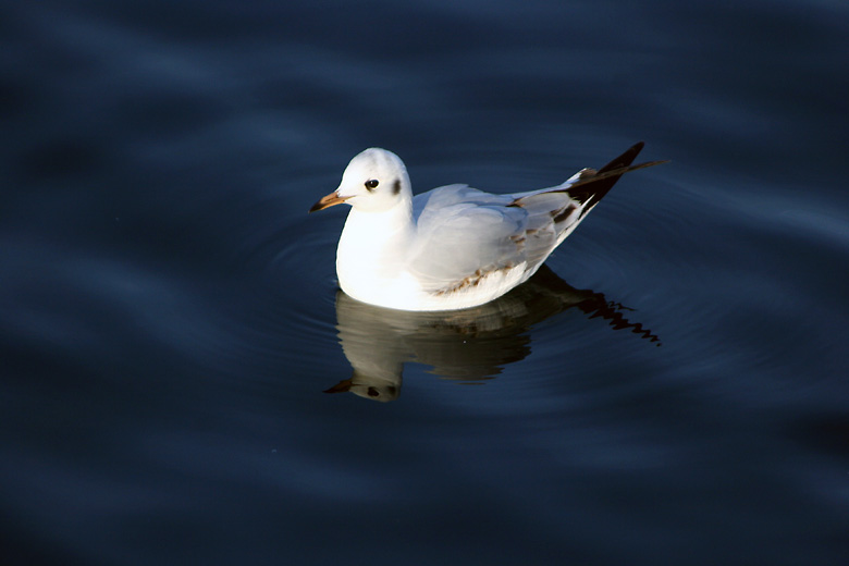 Möwe auf Blau