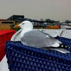 Möwe auf blauem Strandkorb