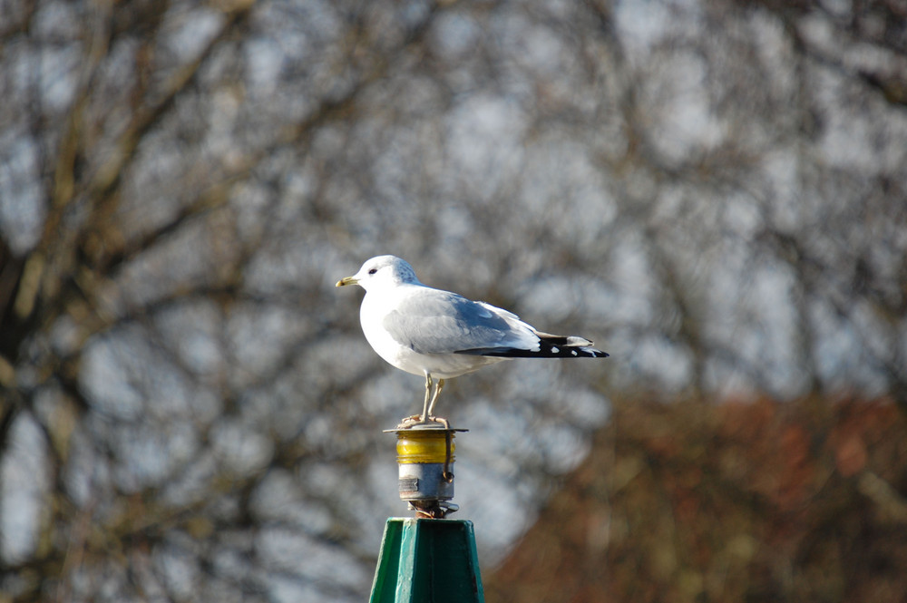 Möwe auf Boje