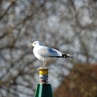 Möwe auf Boje