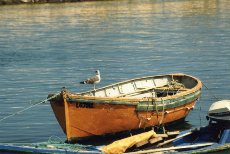 Möwe auf Boot