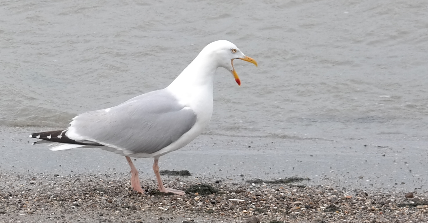 Möwe auf Borkum