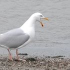 Möwe auf Borkum