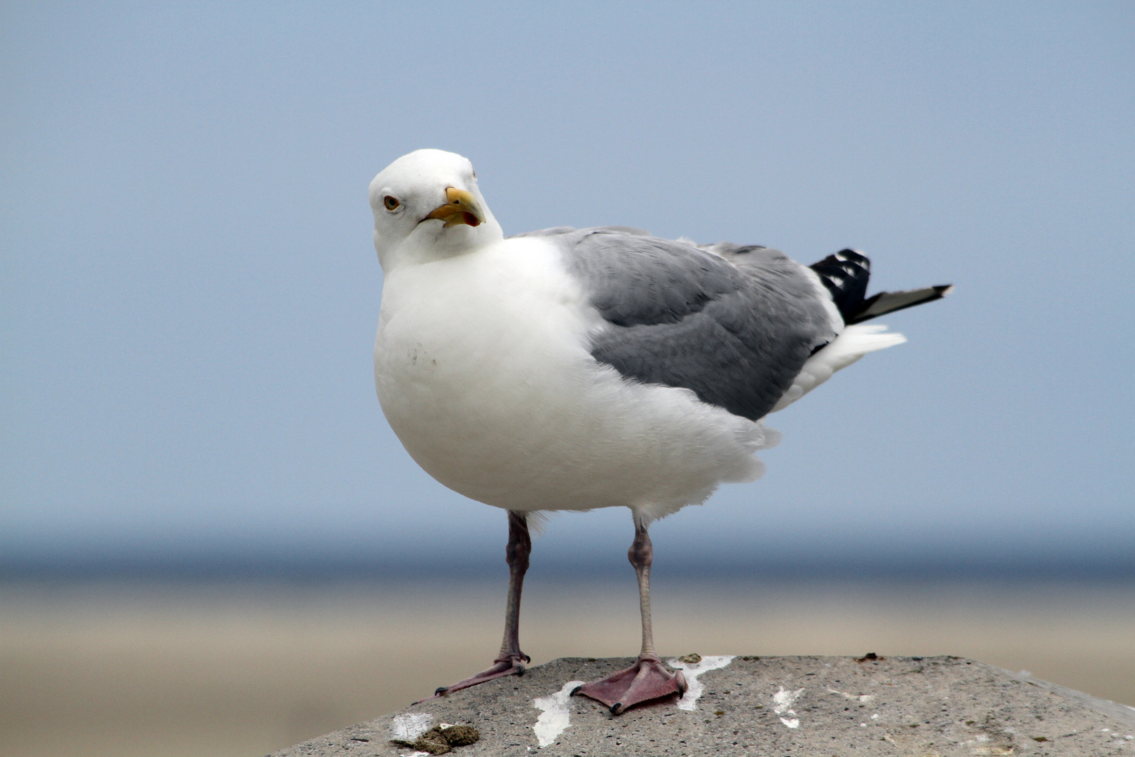 Möwe auf Borkum