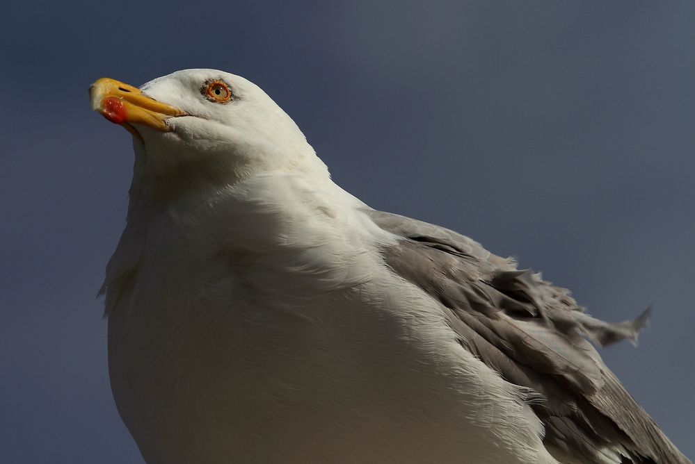 Möwe auf Borkum