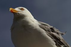 Möwe auf Borkum