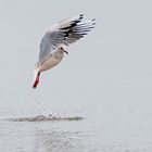 Möwe auf Borkum