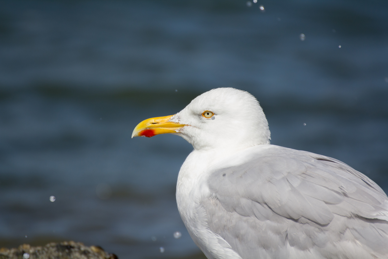 Möwe auf Borkum