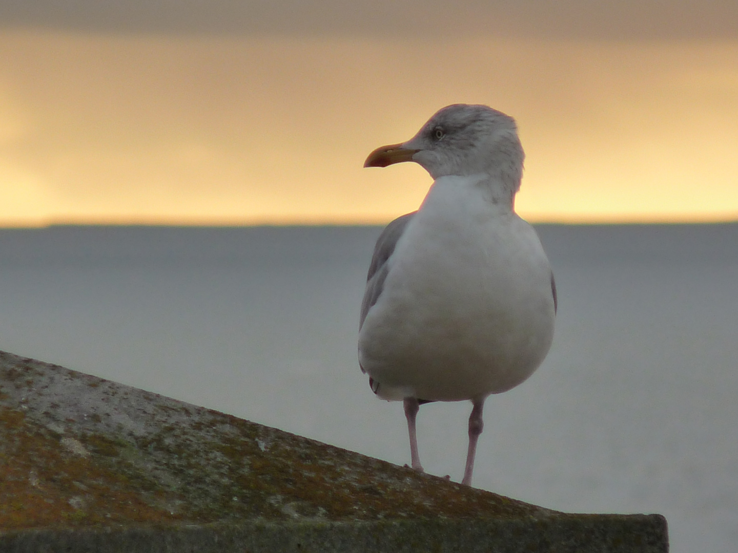 Möwe auf Borkum