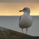 Möwe auf Borkum