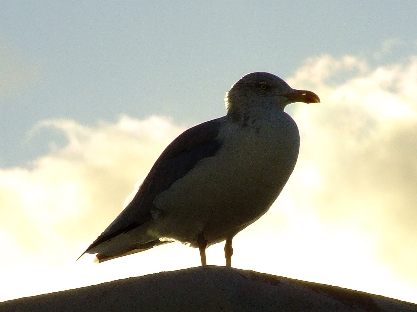 Möwe auf Borkum