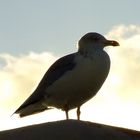 Möwe auf Borkum