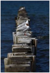 Möwe auf Buhne