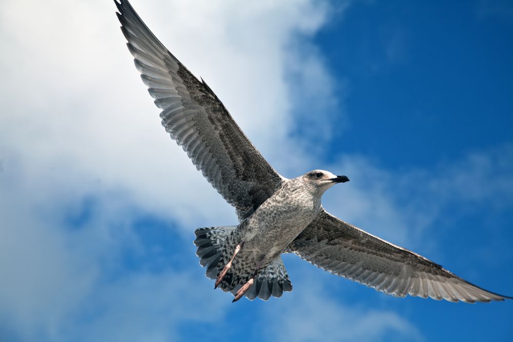 Möwe auf Clare Island