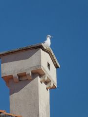 Möwe auf Dach