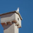 Möwe auf Dach