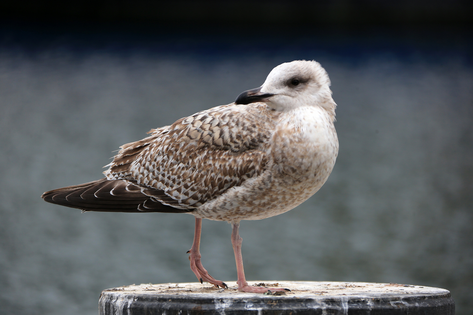 Möwe auf Dalbe