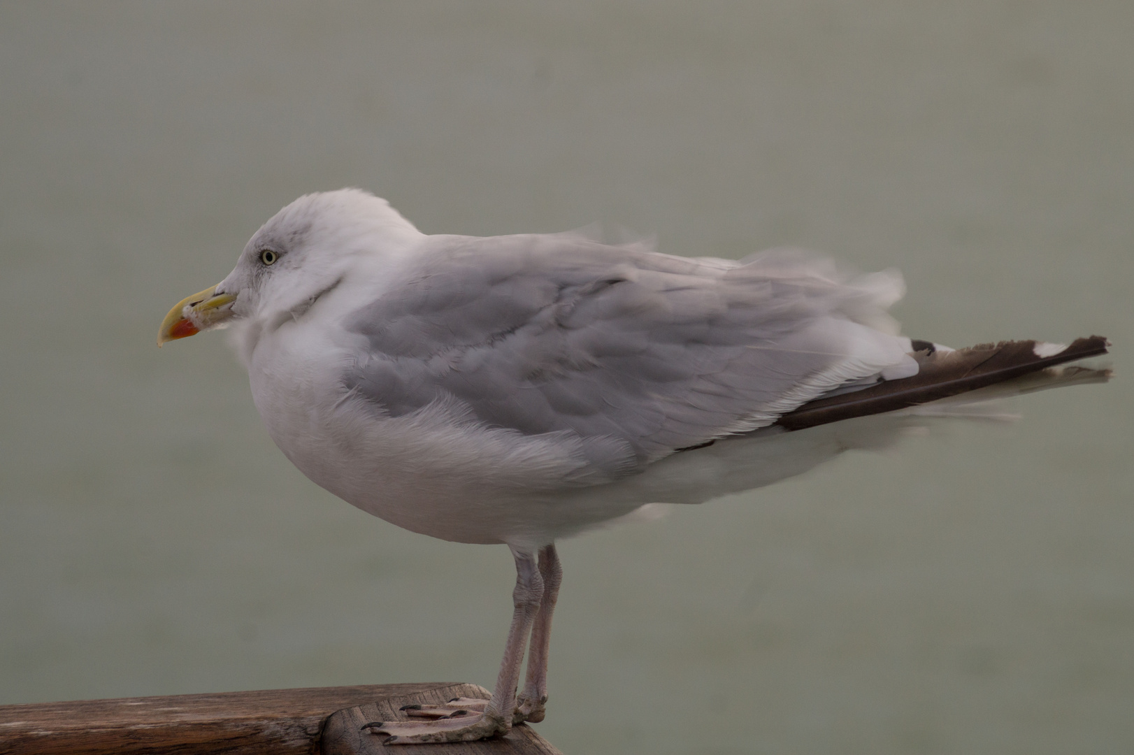 Möwe auf dem Ärmelkanal