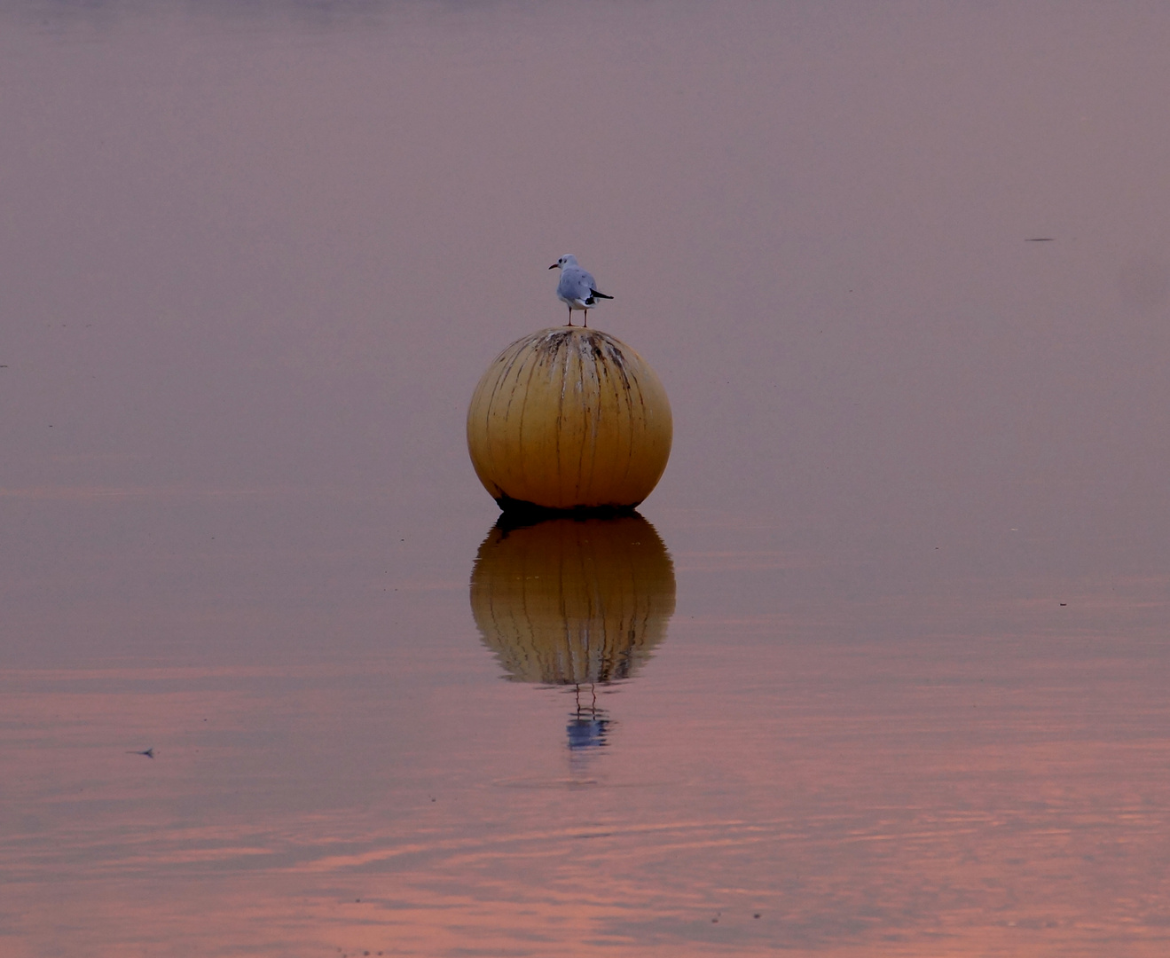 Möwe auf dem Aussichtsball