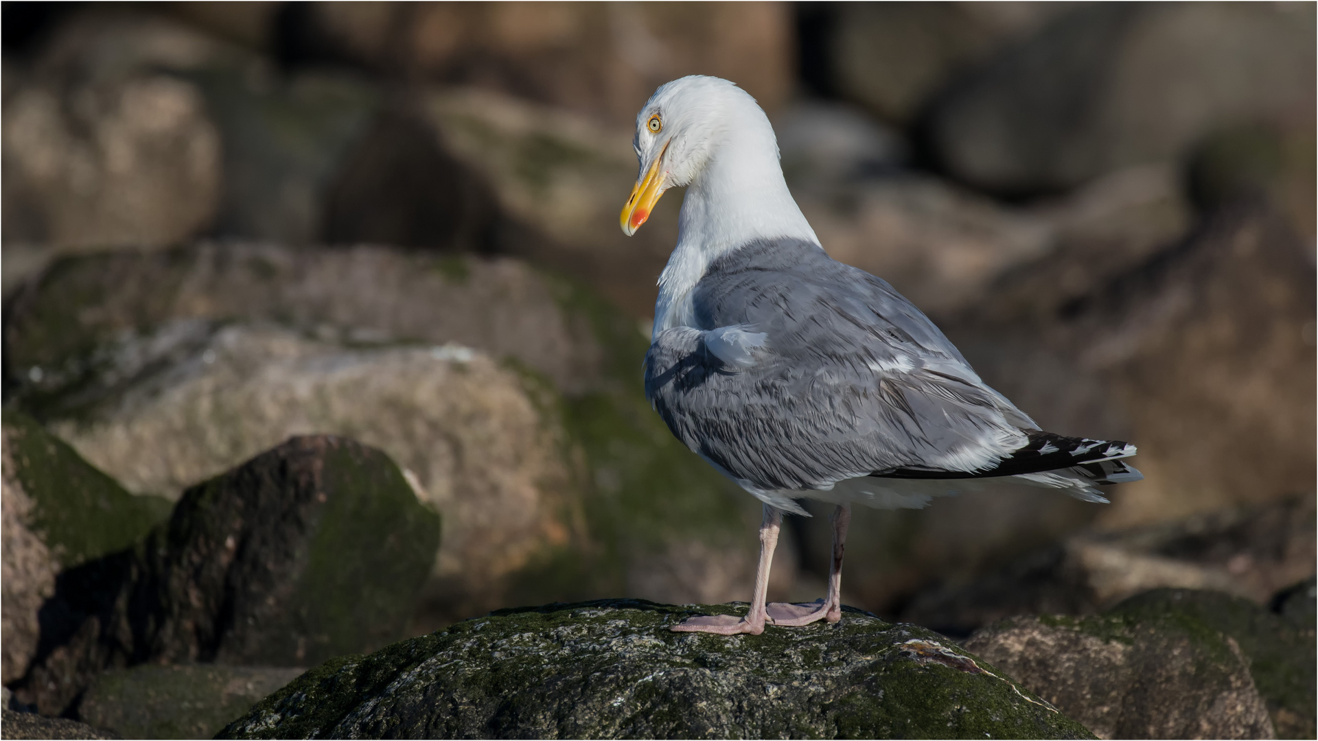 Möwe auf dem Buhnenfelsen  .....