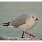 Möwe auf dem Catwalk