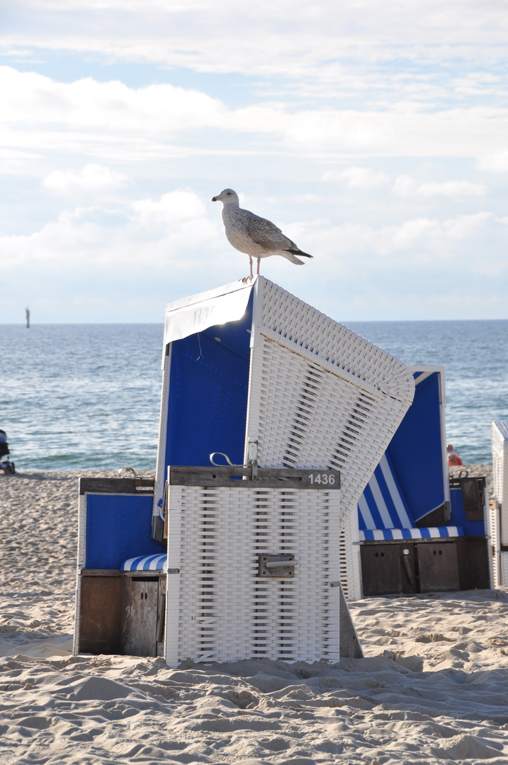 Möwe auf dem Dach