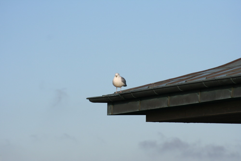 Möwe auf dem Dach