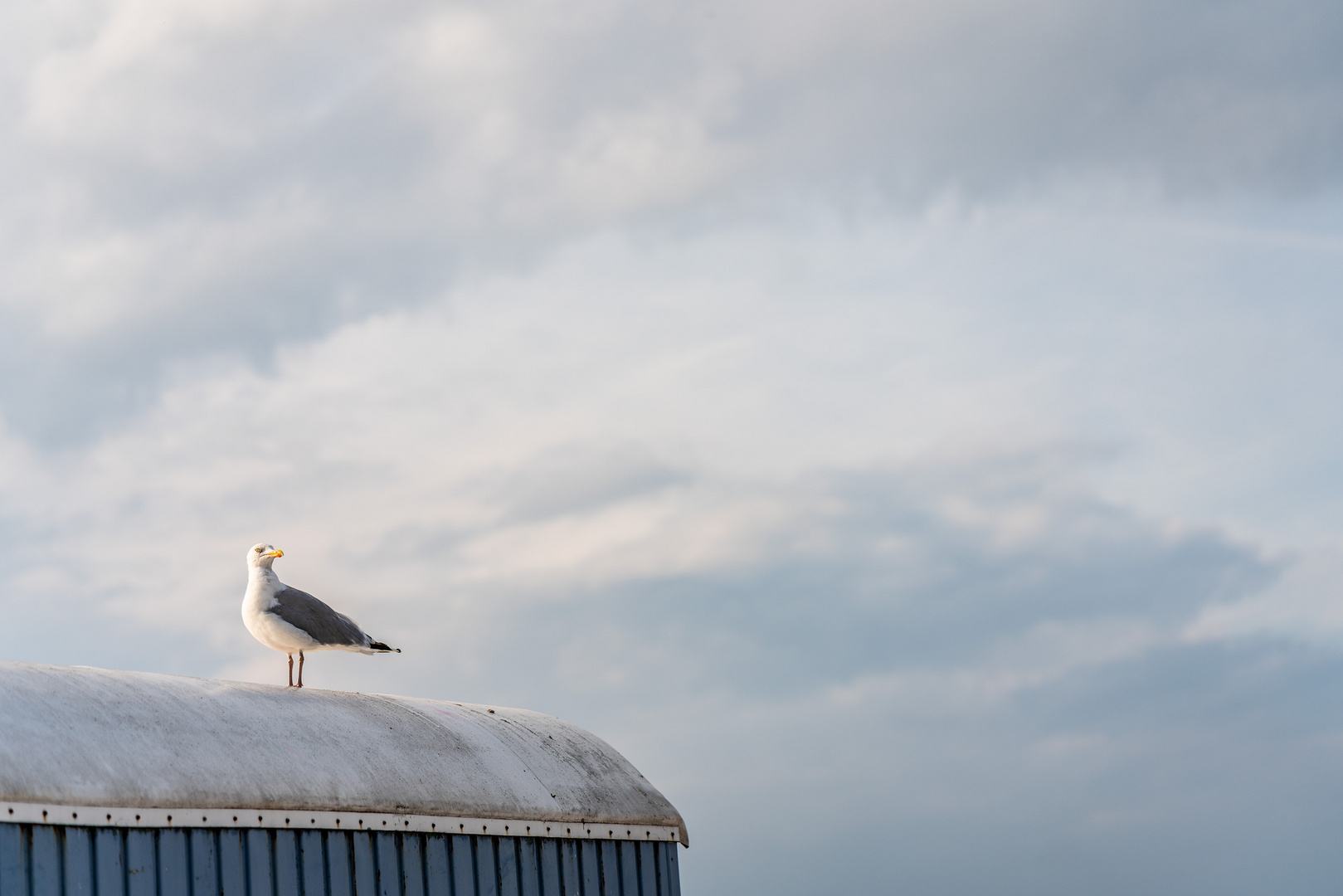 Möwe auf dem Dach