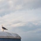 Möwe auf dem Dach