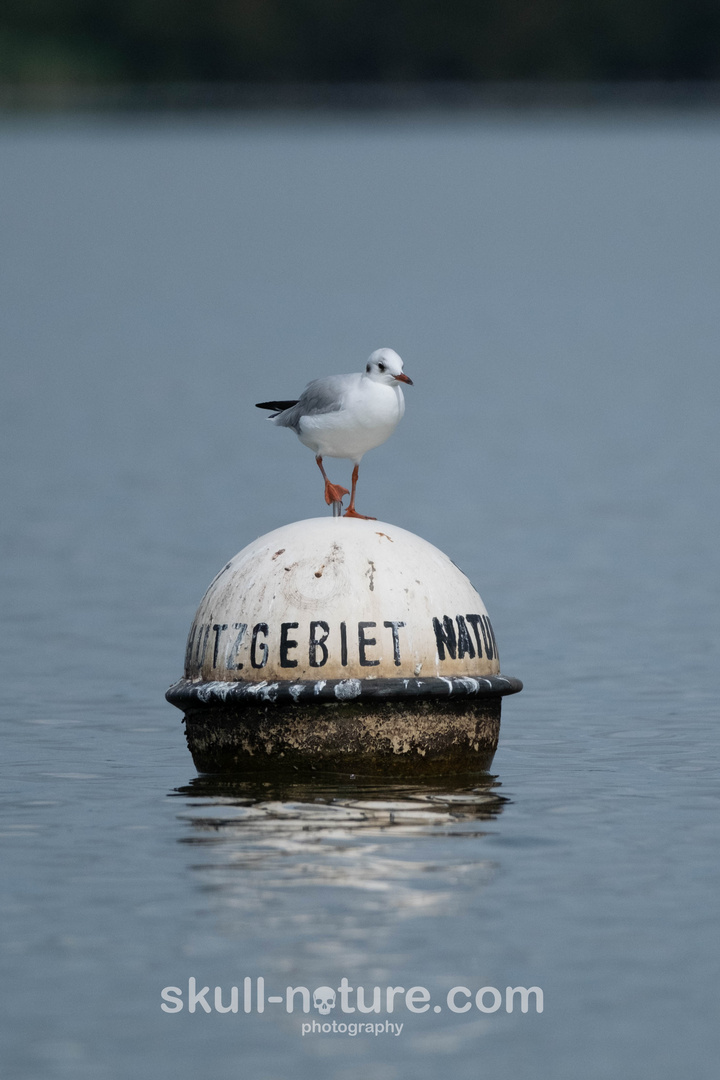 Möwe auf dem Dümmer