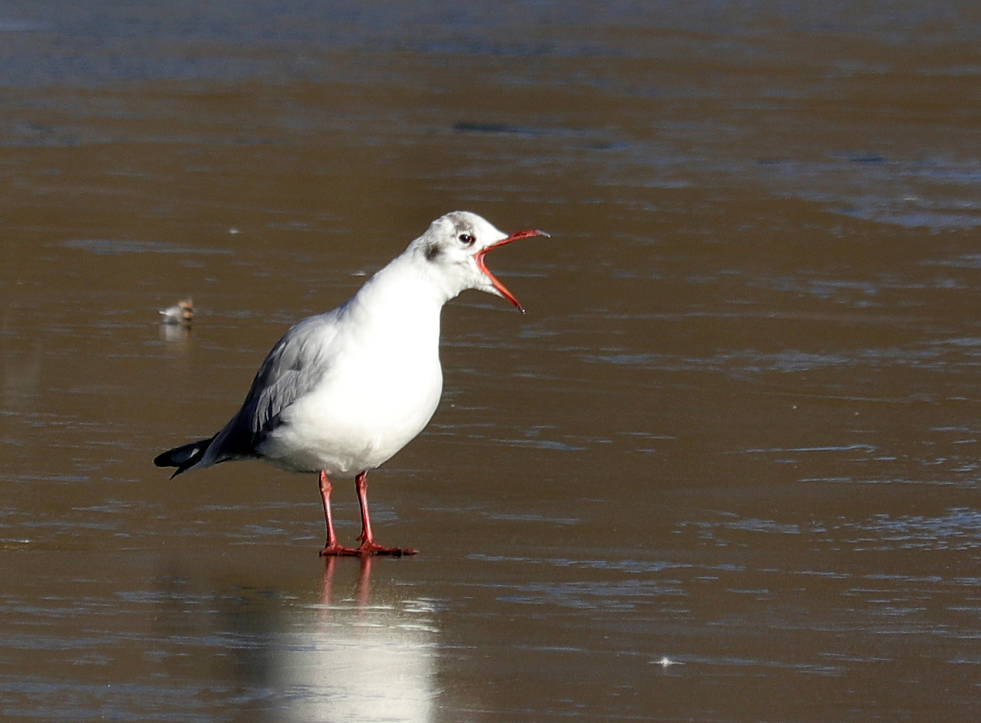 Möwe auf dem Eis 1