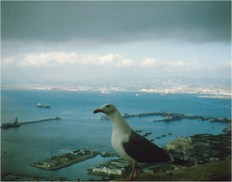 Möwe auf dem Fels von Gibraltar