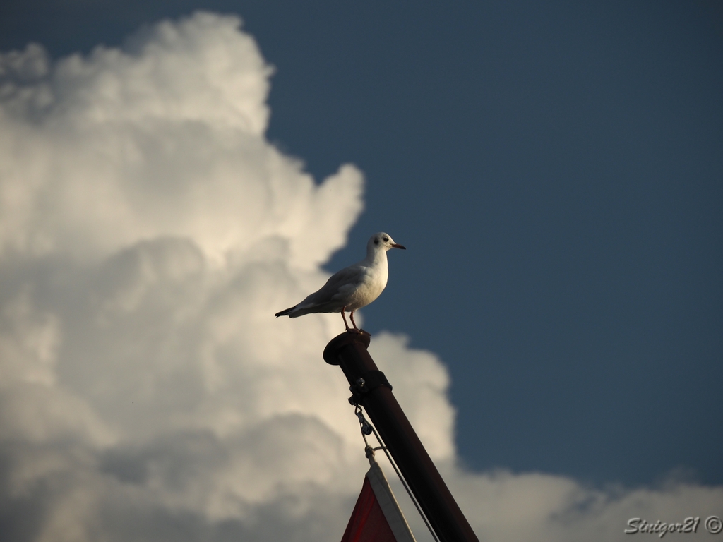 Möwe auf dem Flaggenstock