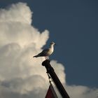 Möwe auf dem Flaggenstock