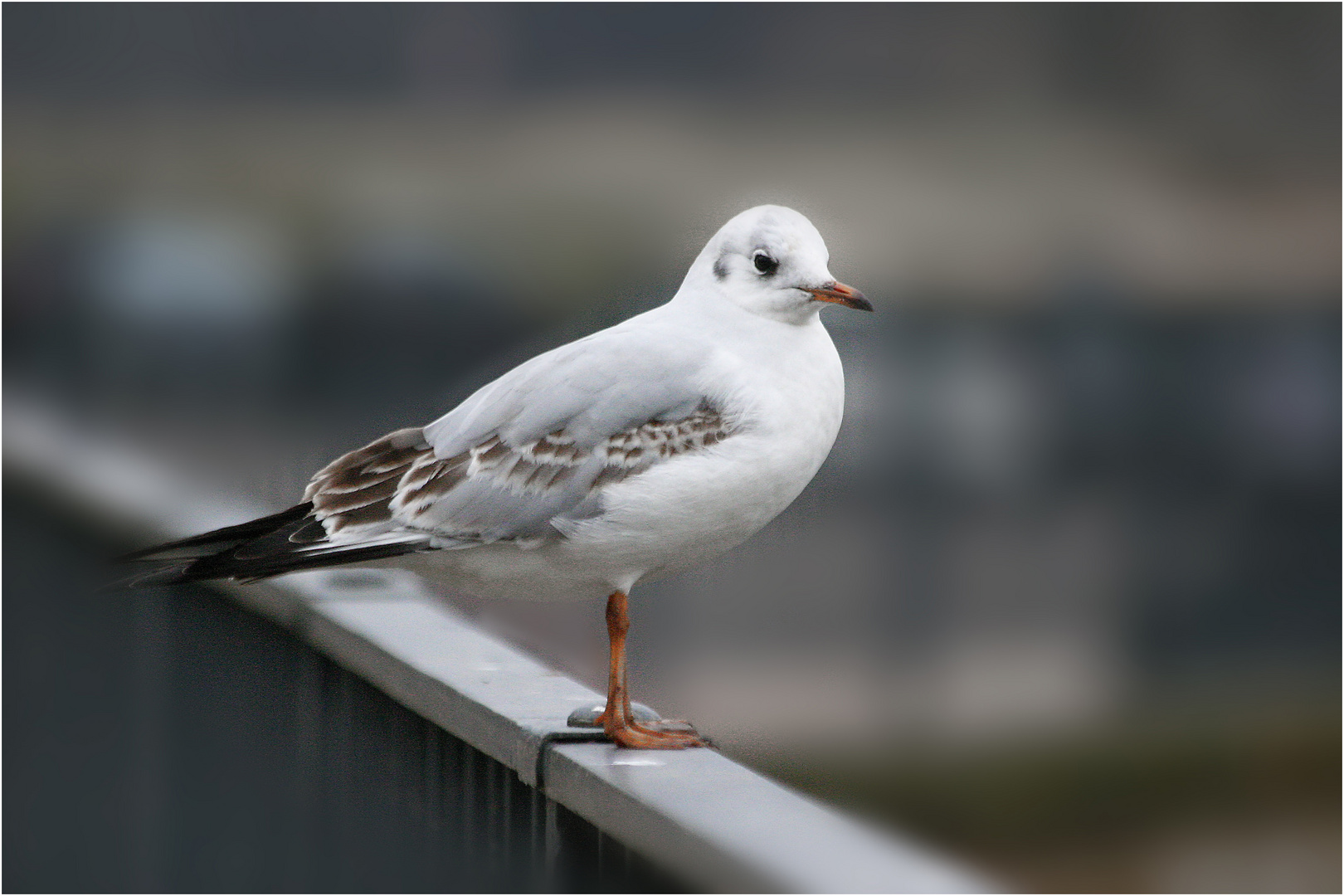 Möwe auf dem Geländer