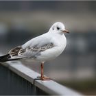 Möwe auf dem Geländer