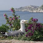 Möwe auf dem Gelege.