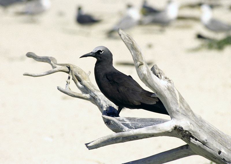 Möwe auf dem Great Barriere Reef - Australien