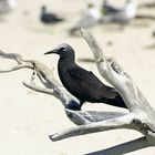 Möwe auf dem Great Barriere Reef - Australien