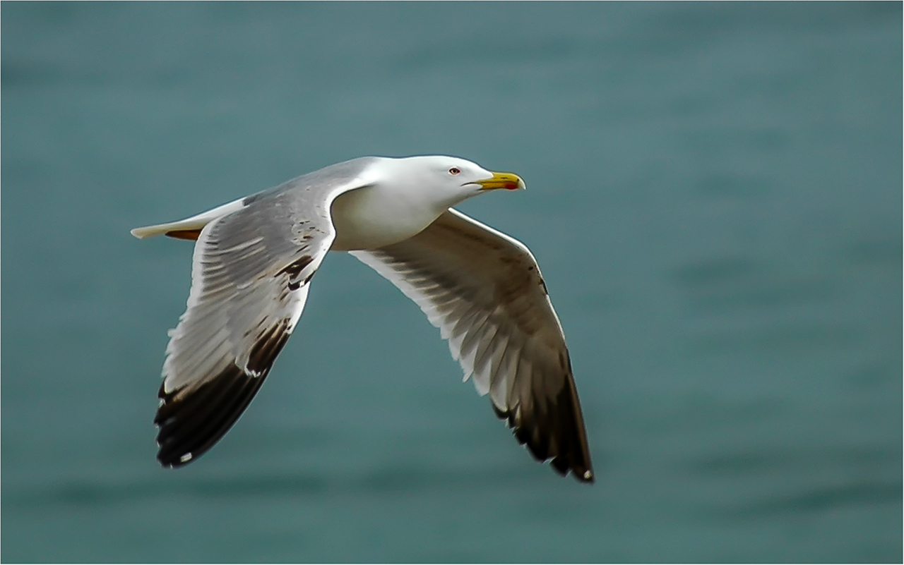 Möwe auf dem Heimflug - Algarve