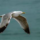 Möwe auf dem Heimflug - Algarve