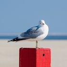 Möwe auf dem Hochsitz